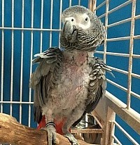 African grey suffering alone inside a tiny cage