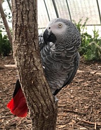African grey enjoying freedom with other birds in a spacious aviary