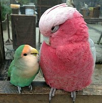Some species of birds can live together