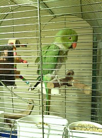 NYPR Parrot Rehabilitation