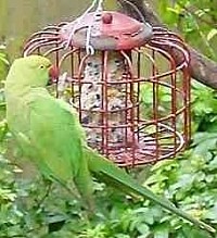 Feral Parakeets in the Uk